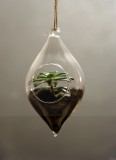 Terrarium Glasbehälter Vase hängend Tropfen  Dekorationen